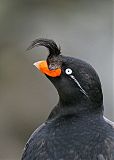 Crested Auklet